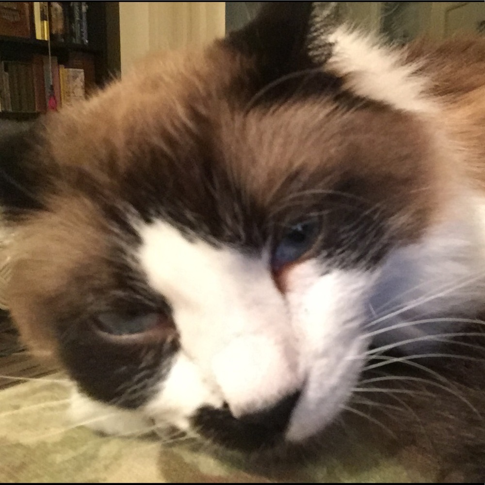 Meet your Posher, Joellen